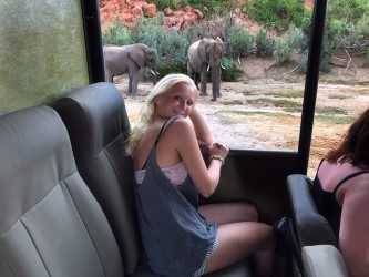 Student watching elephants from a bus window